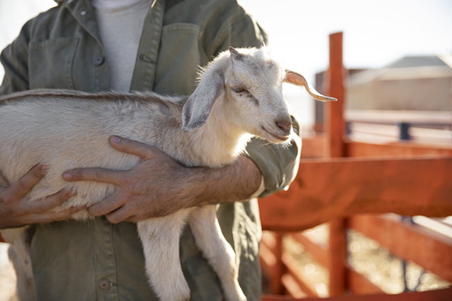 Goat Care in Oman A Comprehensive Guide